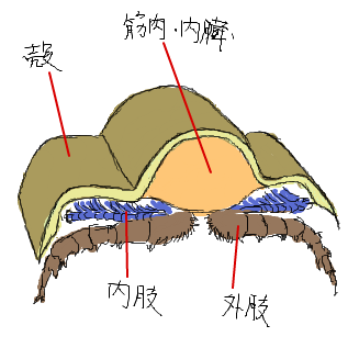 三葉虫とは サンヨウチュウとは 単語記事 ニコニコ大百科