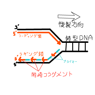 岡崎フラグメントとは (オカザキフラグメントとは) [単語記事